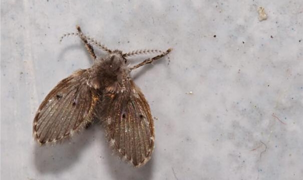 thuốc diệt ruồi cánh bướm 