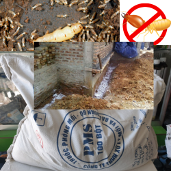 Tìm Hiểu Về Công Dụng Của Thuốc trừ mối PMS 100 Bột Trong Việc Phòng Trừ Mối.