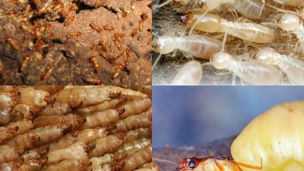 Địa chỉ bán thuốc diệt mối mọt Hà Nội uy tín