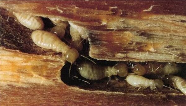 cach-diet-moi-san-go