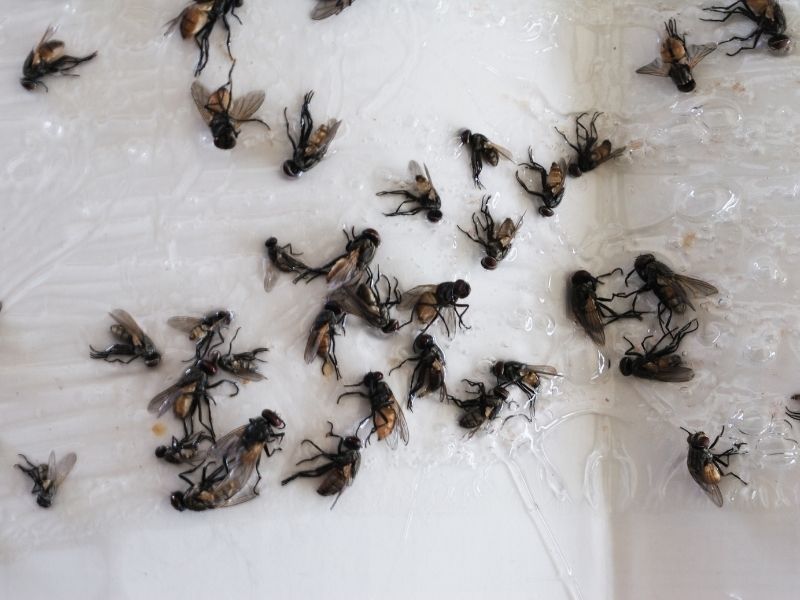 thuốc diệt ruồi cánh bướm 