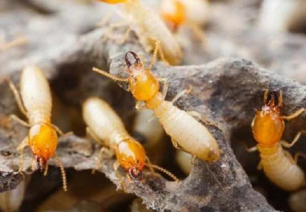 diệt mối bằng thuốc diệt mối an toàn