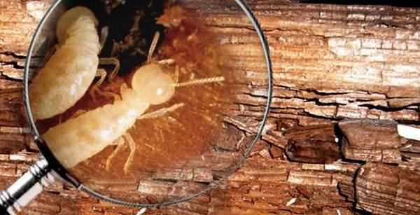 Địa chỉ diệt mối mọt chuyên nghiệp, tiêu diệt triệt để