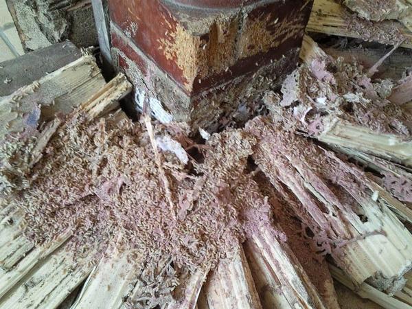 Dịch vụ diệt mối tại nhà Hà Nội