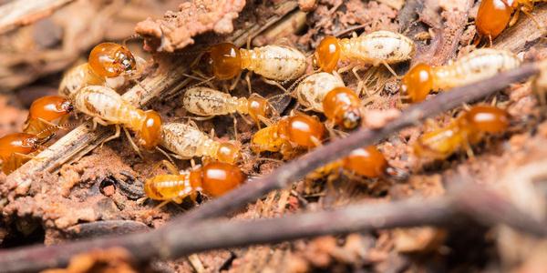 Diệt Mối Tận Gốc là Gì? Diệt Mối Bao Nhiêu Tiền?