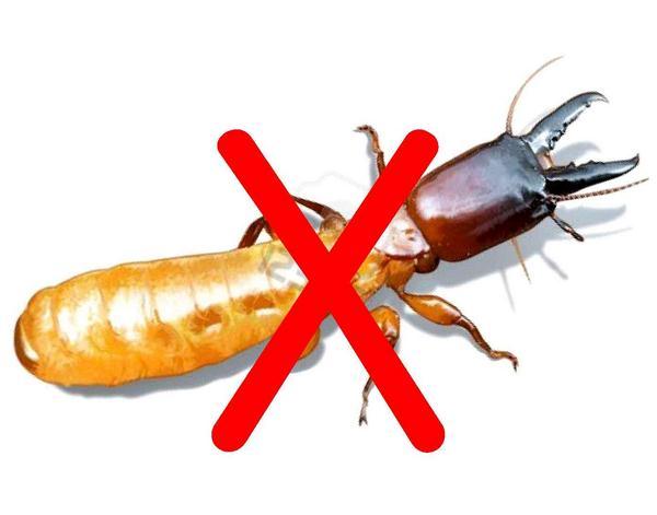 Thuốc diệt mối có độc không ?