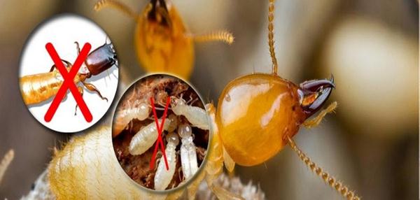 diet-moi-tai-huyen-hoc-mon