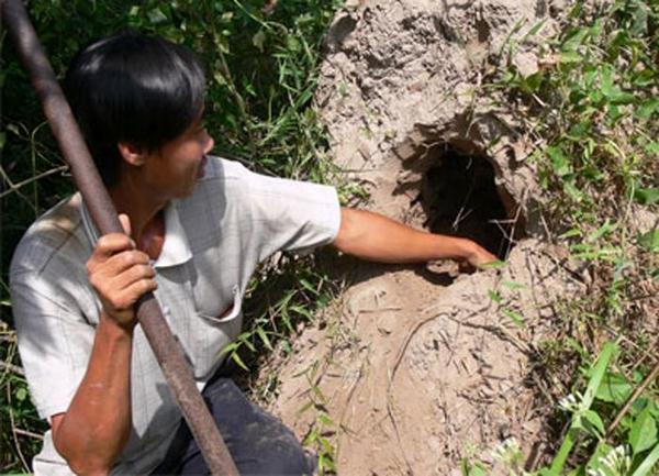 Một số cách diệt mối tận gốc dân gian