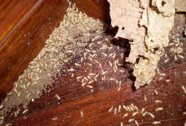 diệt mối tận gốc