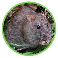 Thuốc diệt chuột Storm