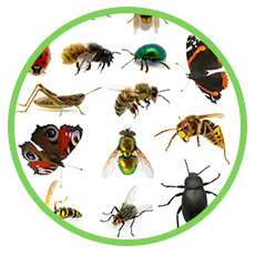 Thuốc diệt côn trùng trong nhà không hại cho con người