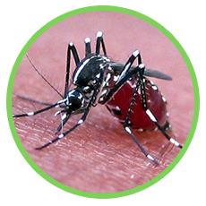 nơi bán thuốc diệt muỗi