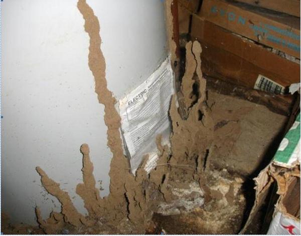 lam-sao-diet-moi-tan-goc