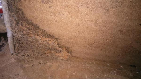 meo-diet-moi-tan-goc-tai-nha