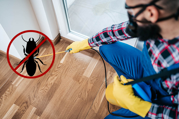 Mua Thuốc Diệt Mối Ở Đâu? Nên Mua Loại Nào?