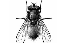 Thuốc diệt ruồi hiệu quả nhất là