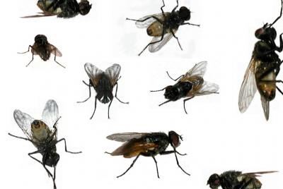 Thuốc diệt ruồi tốt nhất