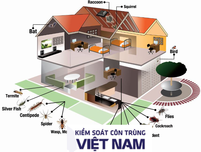 diệt mối tận gốc