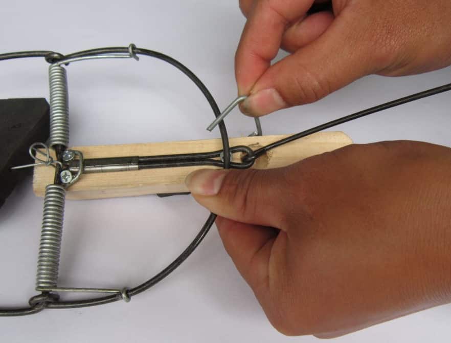 Hướng dẫn sử dụng thuốc diệt chuột hiệu quả nhất 