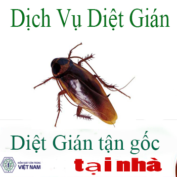 Những rủi ro khi sử dụng thuốc diệt gián