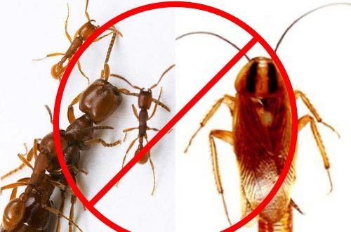 Thuốc đuổi kiến gián