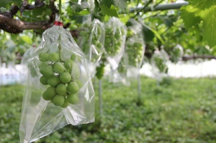 Giá thuốc diệt ruồi vàng 