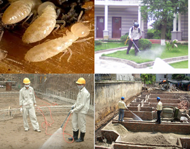 Những ưu điểm vượt trội của thuốc trừ mối PMS 100 bột