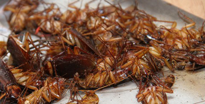 Lưu ý khi sử dụng Bả diệt gián Seclira 30g