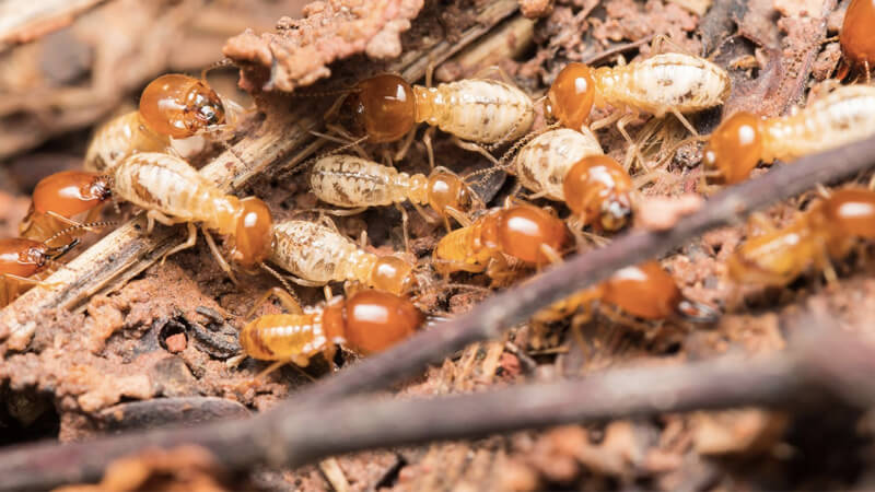 thuốc xịt diệt mối mọt