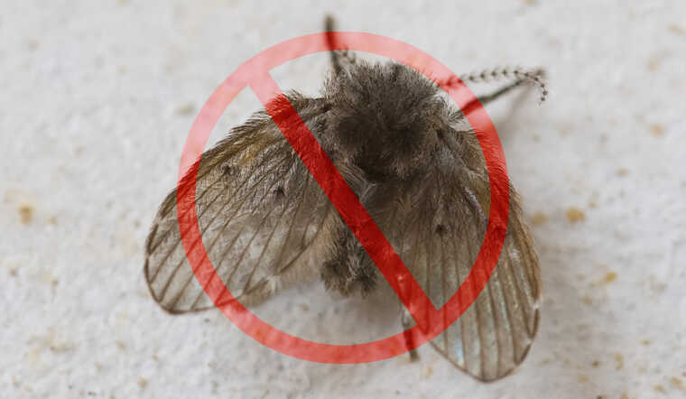 Thuốc xịt ruồi hiệu quả