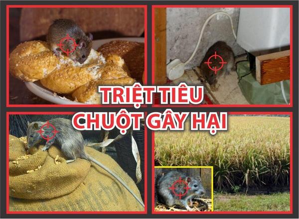 thuốc diệt chuột Storm