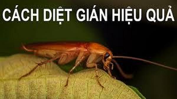 thuoc-diet-gian-12-vien