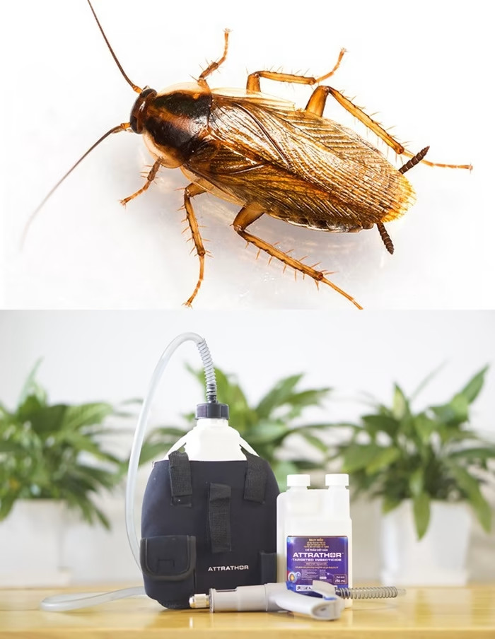 Thuốc xịt gián không mùi