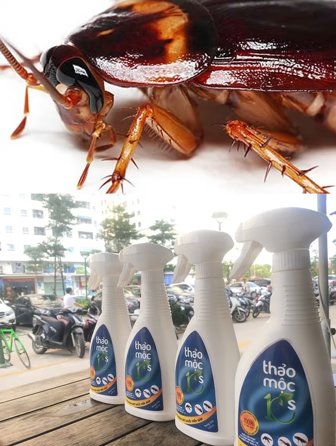 Thuốc diệt gián dạng xịt