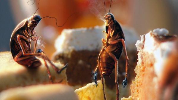 thuoc-diet-gian-duc-opoptigard-cockroach-bait