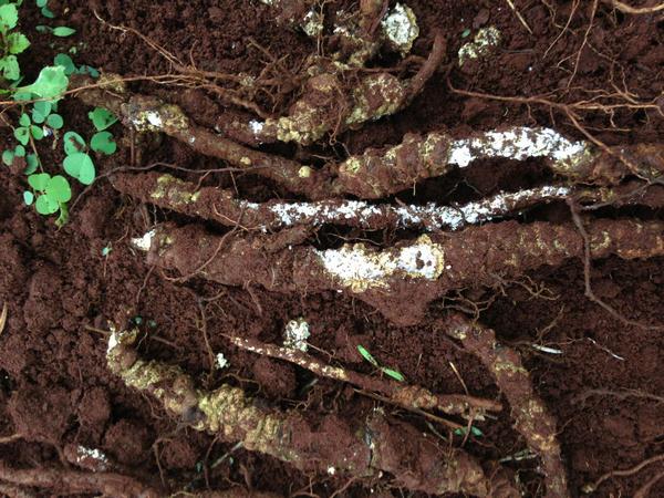 Thuốc diệt mối cho cây trồng an toàn hiệu quả