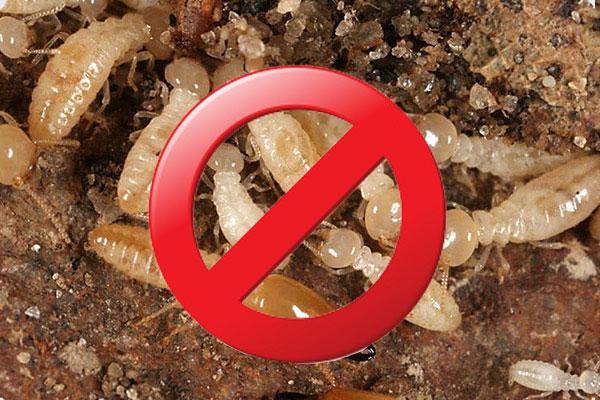 Thuốc Diệt Mối Sinh Học - An Toàn Hiệu Quả Diệt Mối Tận Gốc