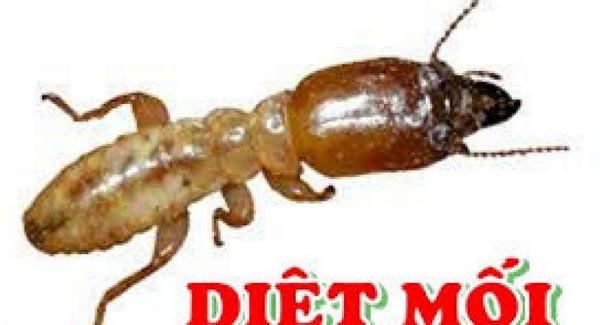 Có nên sử dụng thuốc diệt mối không?