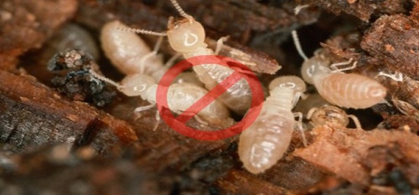 Địa chỉ bán thuốc diệt mối tại Hà Nội