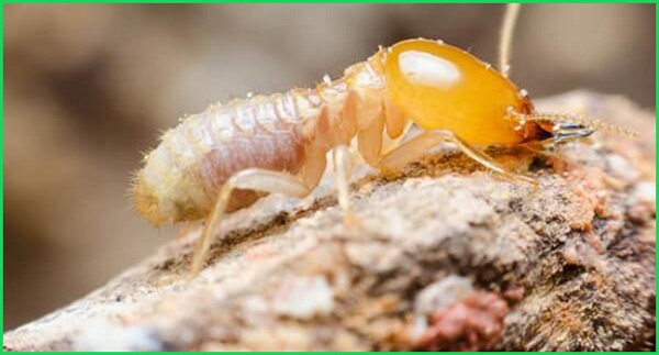 bán thuốc diệt mối tại Hà Nội