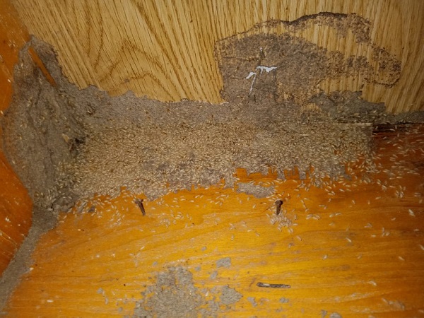 địa chỉ bán thuốc diệt mối tại Hà Nội