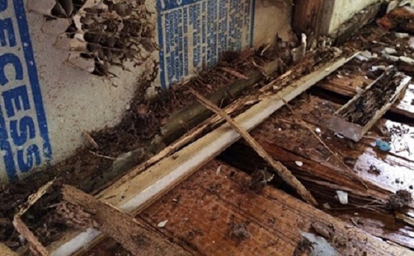 địa chỉ bán thuốc diệt mối tại Hà Nội