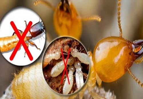 bán thuốc diệt mối tại Hà Nội 