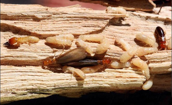 địa chỉ bán thuốc diệt mối tại Hà Nội