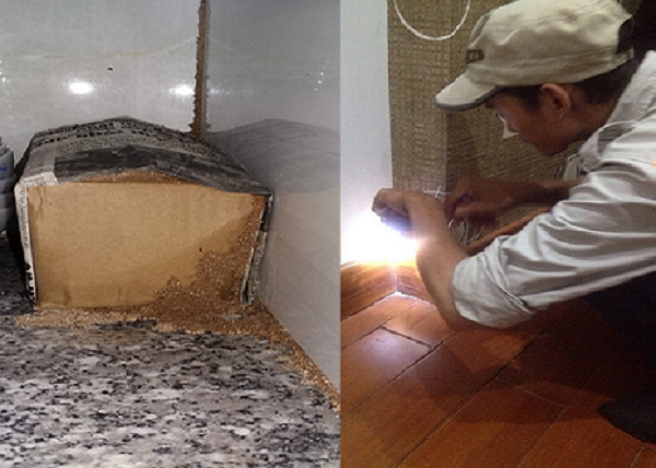 Địa chỉ bán thuốc diệt mối tại Hà Nội