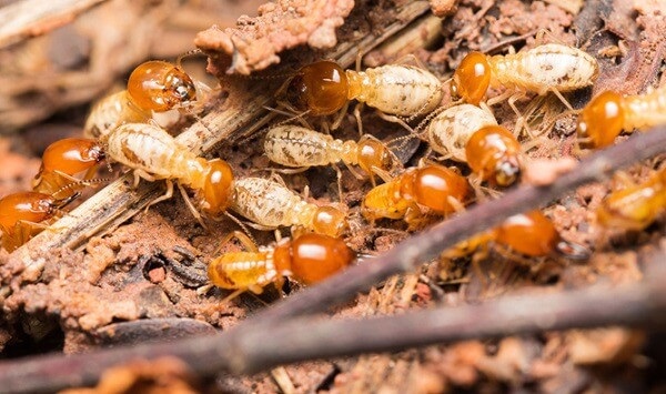 địa chỉ bán thuốc diệt mối tại Hà Nội