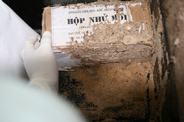 địa chỉ bán thuốc diệt mối tại Hà Nội