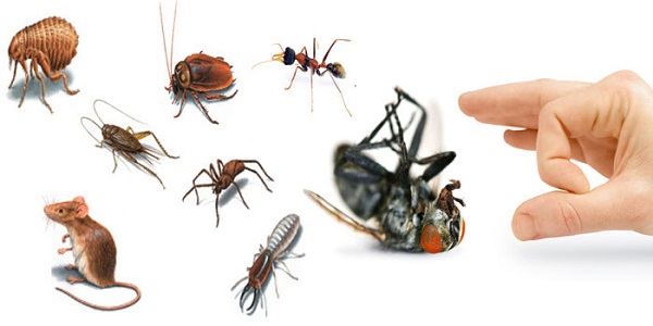 dịch vụ diệt mối côn trùng