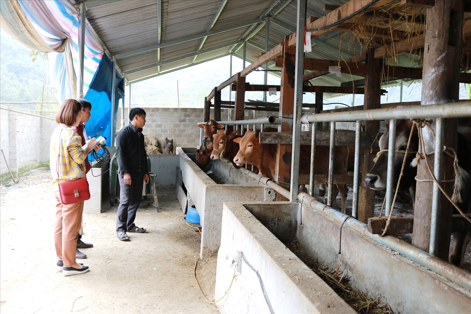 thuốc diệt ruồi trong chăn nuôi 