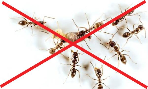 thuốc diệt kiến có độc không